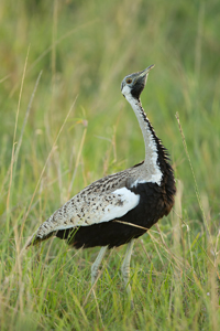 bustard